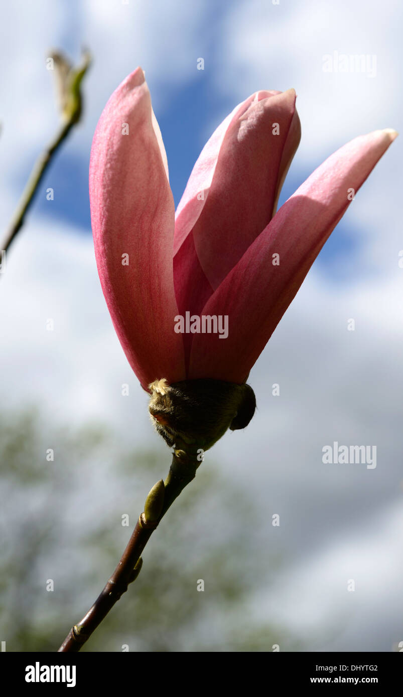 magnolia star wars pink flowers flowering spring display blooms blossoming blooming Stock Photo
