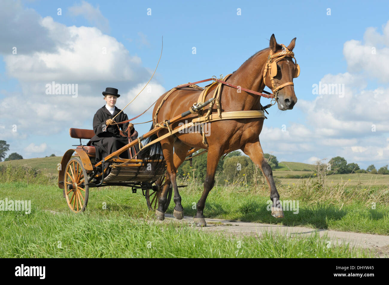 American Standardbred horse drawing a gig made 1920 in Mailand Stock