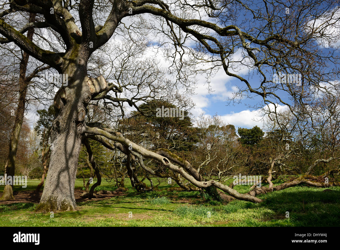 West Lawn Oak Tree Malahide Castle Talbot Botanic Gardens dublin