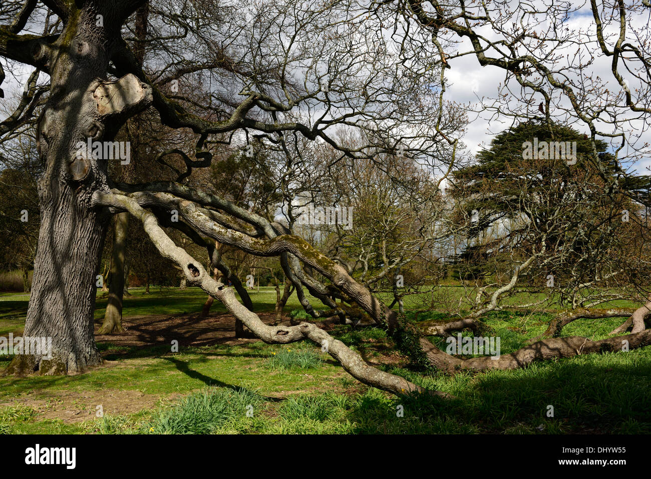 West Lawn Oak Tree Malahide Castle Talbot Botanic Gardens dublin ireland limb branches touching ground Stock Photo