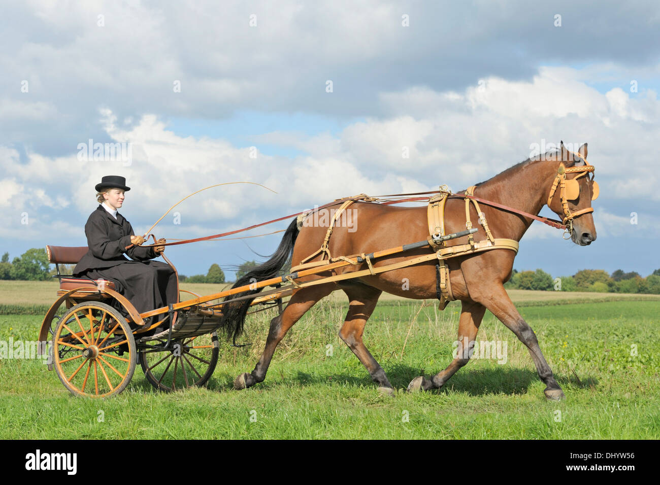 American Standardbred horse drawing a gig made 1920 in Mailand Stock Photo