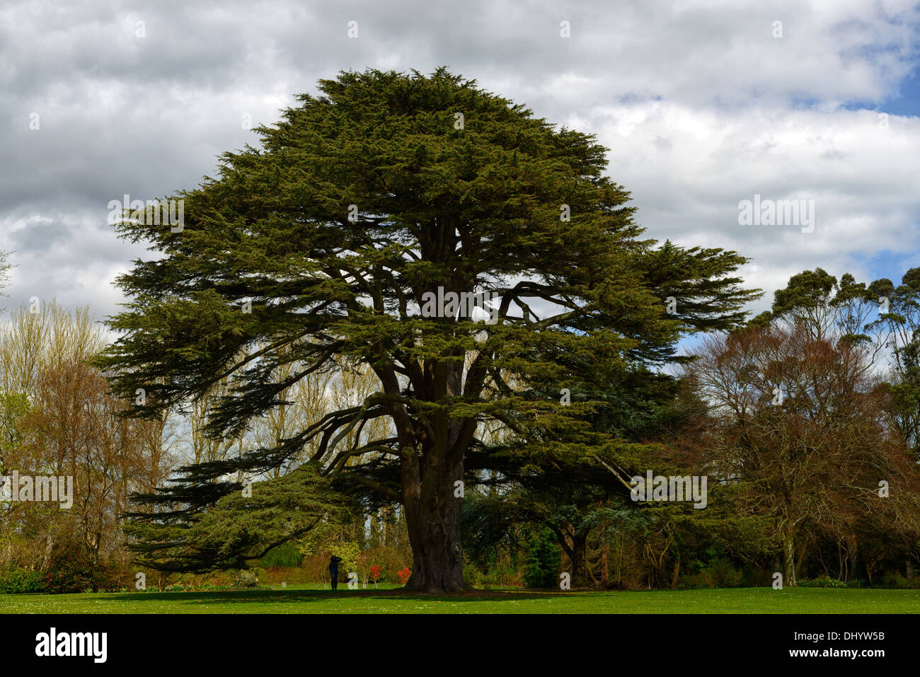 Cedrus libani Cedar Of Lebanon tree malahide castle Talbot Botanic Gardens Dublin Ireland Stock Photo