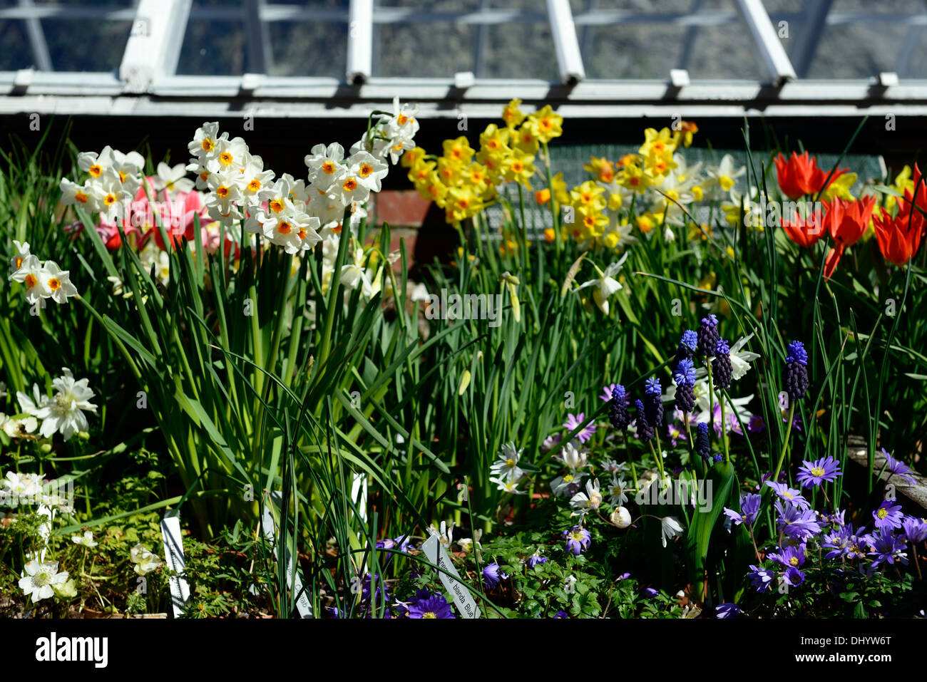 spring display flowers blooms narcissus daffodil anemone tulip scilla
