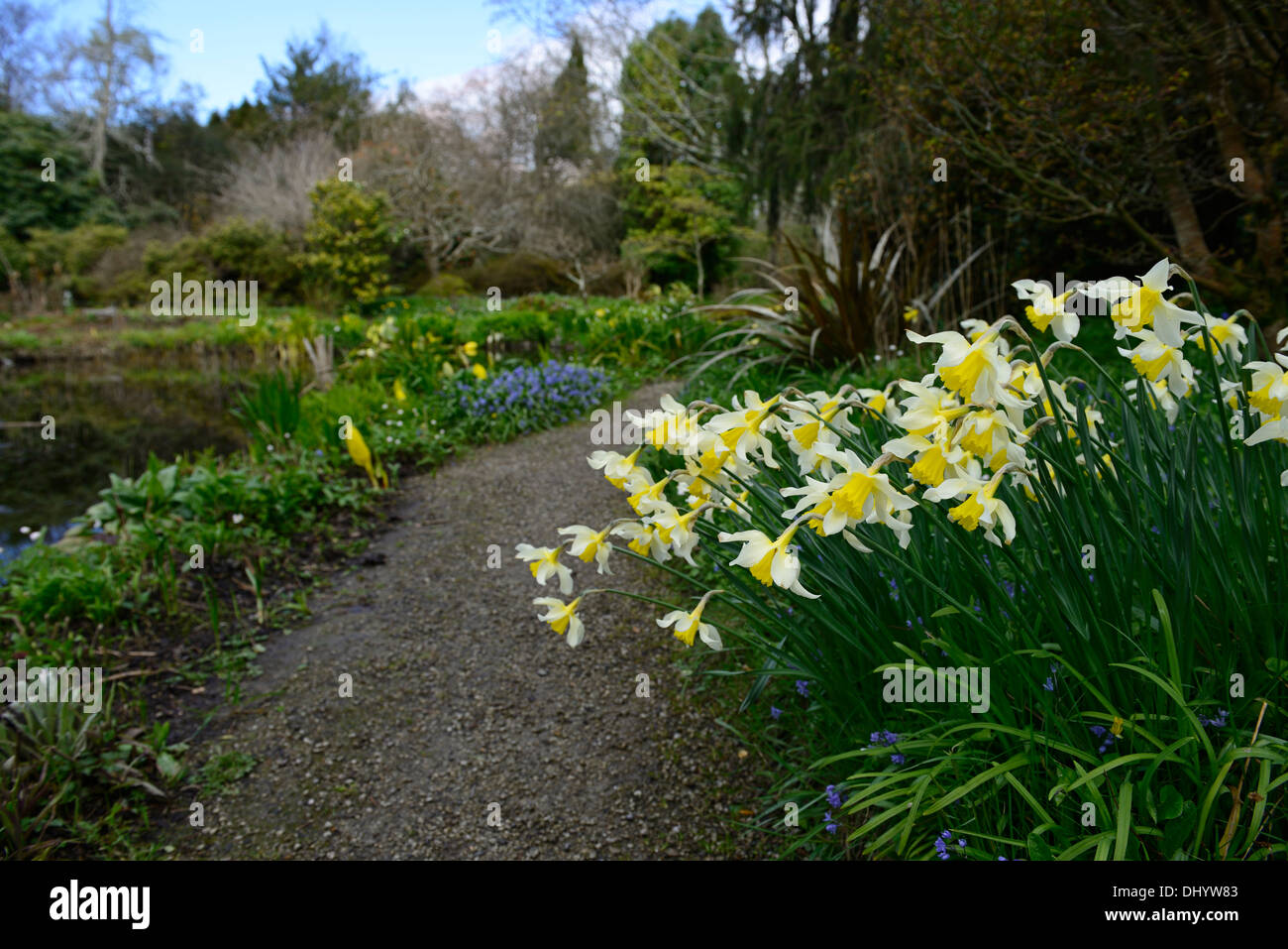 Mount Usher spring colour color mixed planting flowers flowrering daffodils narcoissus scilla pond water feature Stock Photo