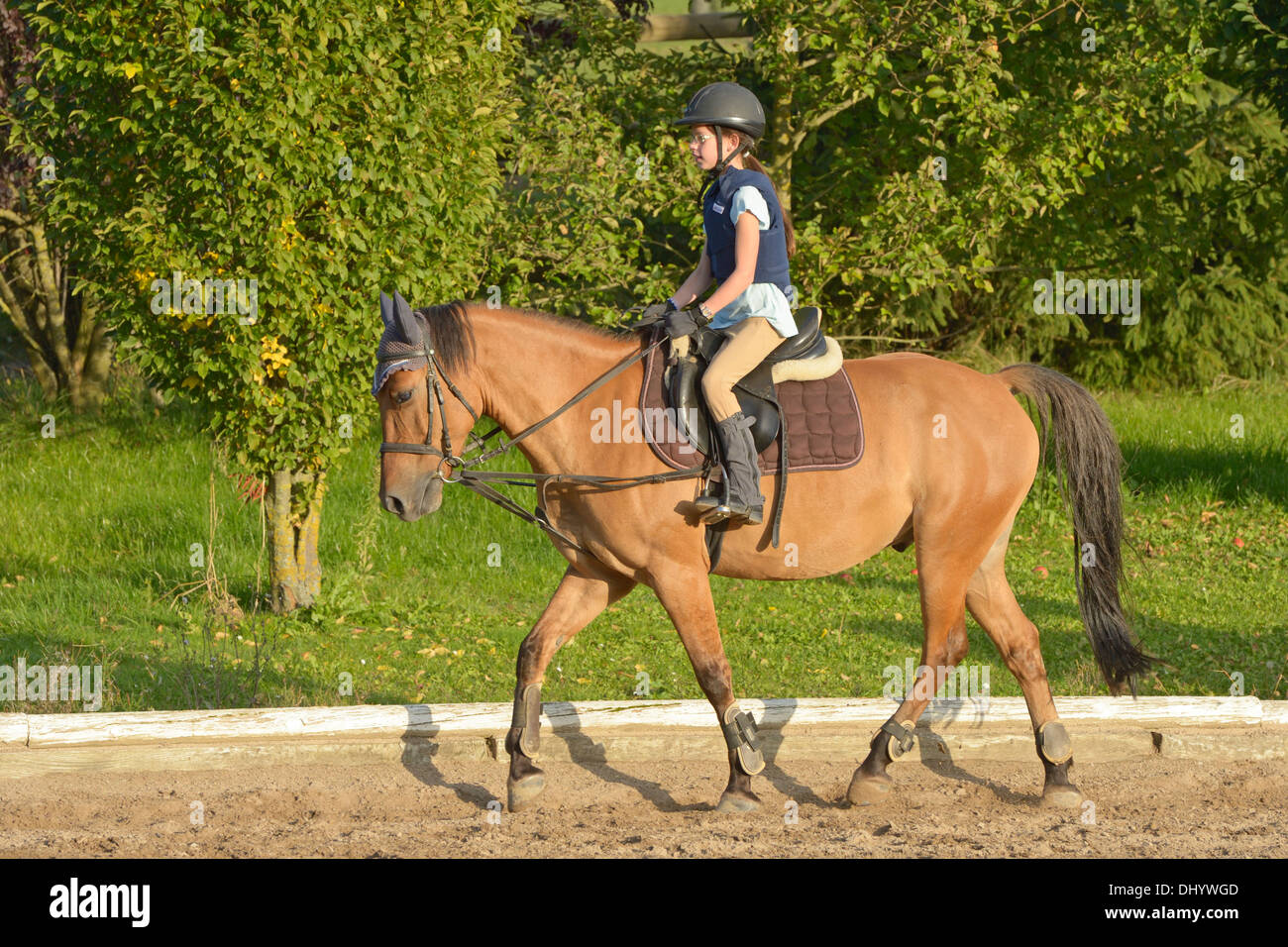 Girl wearing a body protector riding on a pony trotting Stock Photo Alamy
