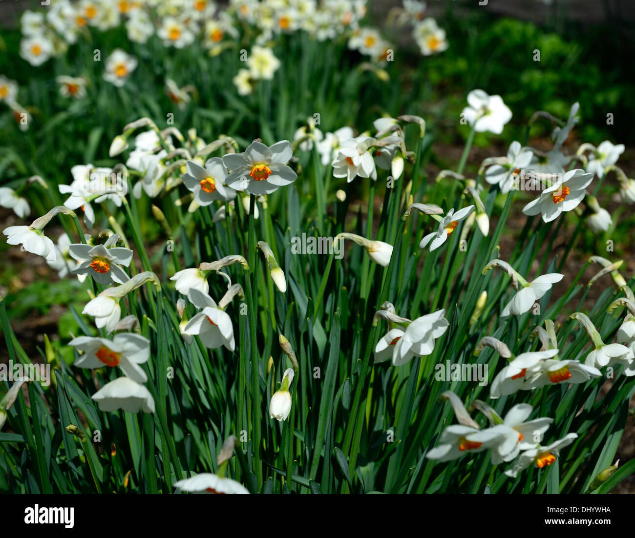 narcissus capisco spring plant portraits white flowers yellow eye bulbs