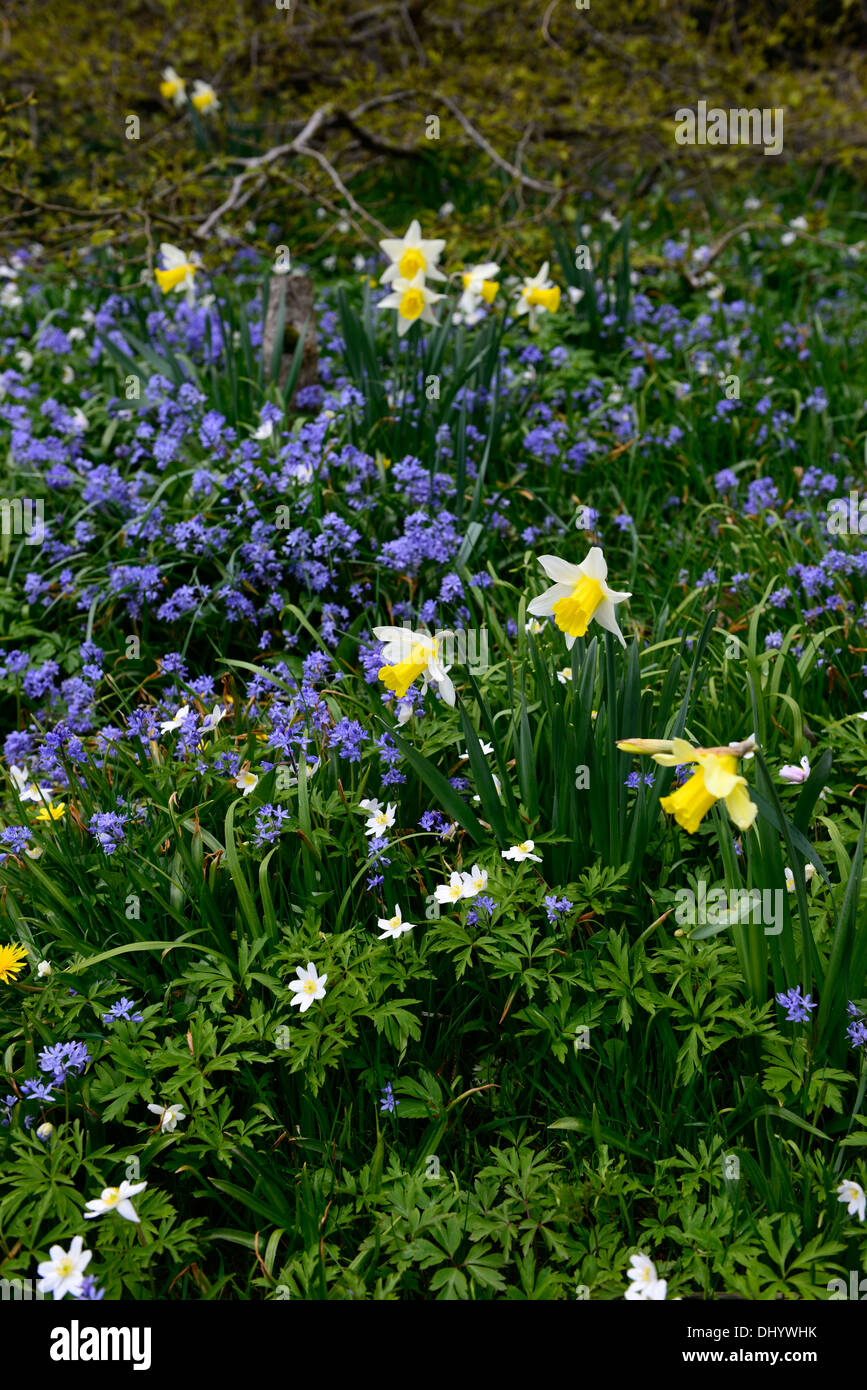 narcissus anemone daffodil scilla blue white yellow mix mixed spring plant combination Stock Photo