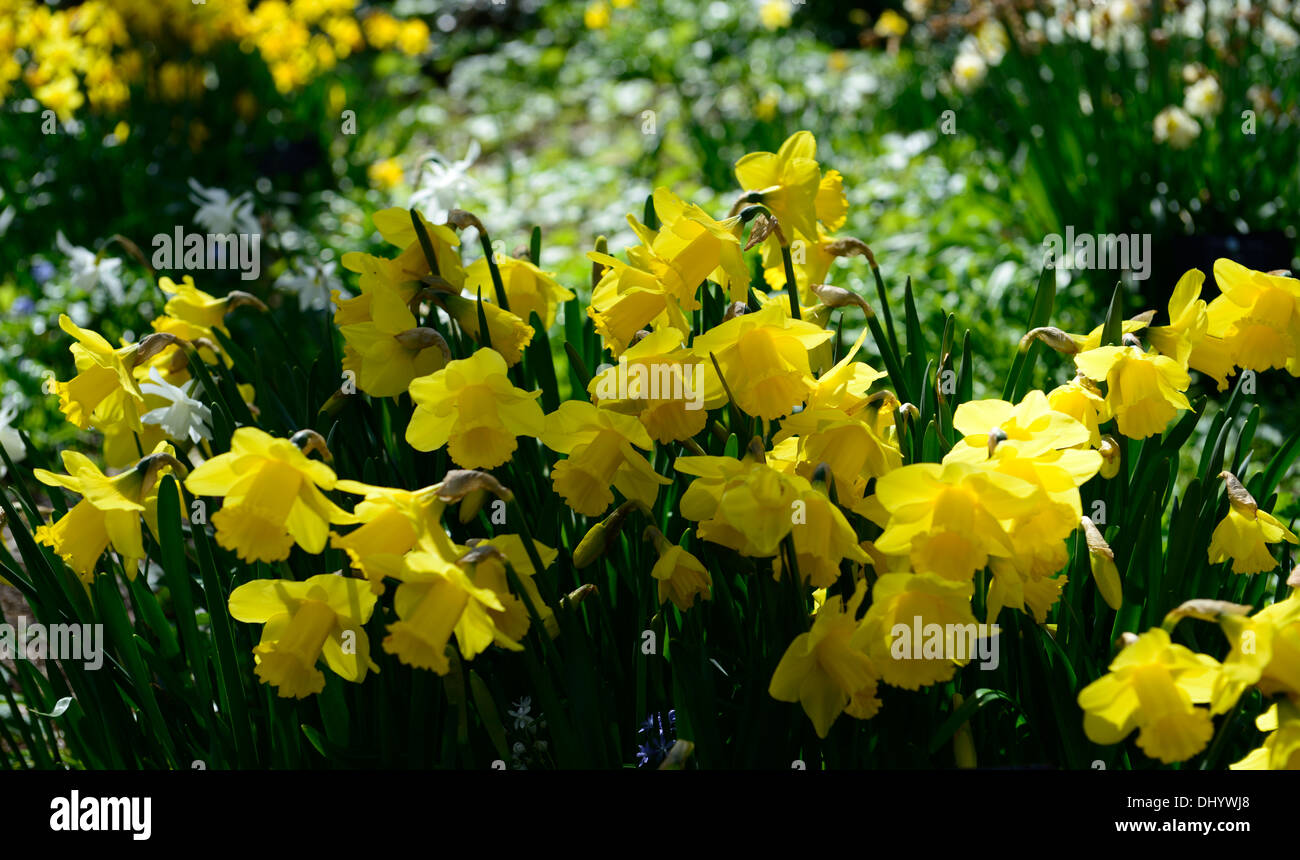 narcissus arkle  yellow flowers flowering blooms daffodils bulbs spring sunny sunlight backlit backlighting closeups close-ups Stock Photo