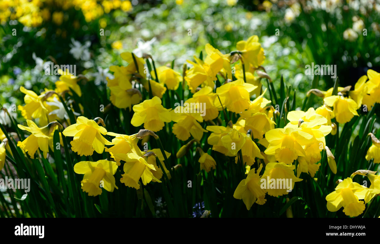 narcissus arkle  yellow flowers flowering blooms daffodils bulbs spring sunny sunlight backlit backlighting closeups close-ups Stock Photo