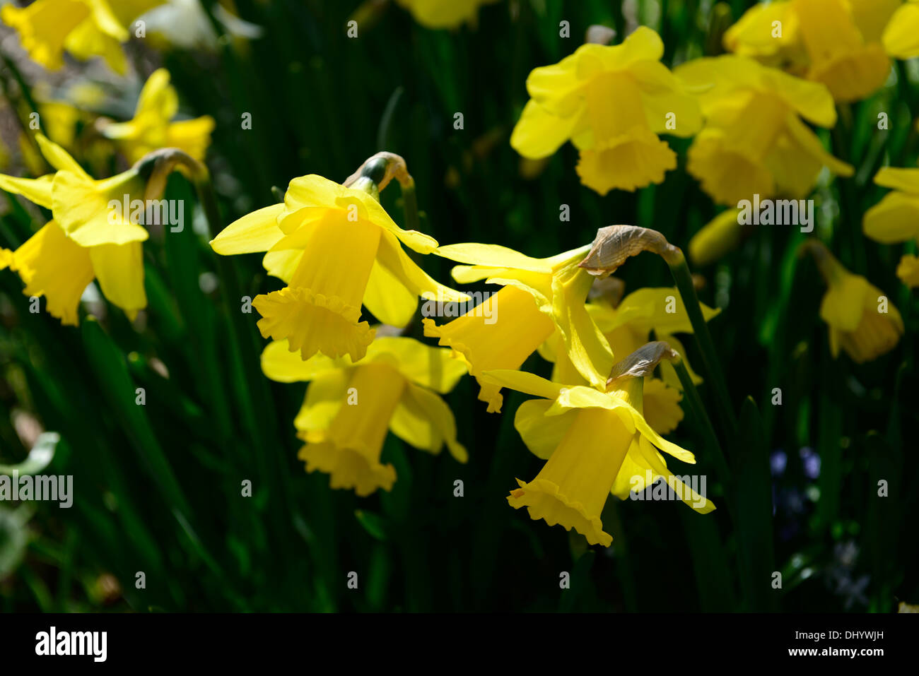 narcissus arkle  yellow flowers flowering blooms daffodils bulbs spring sunny sunlight backlit backlighting closeups close-ups Stock Photo