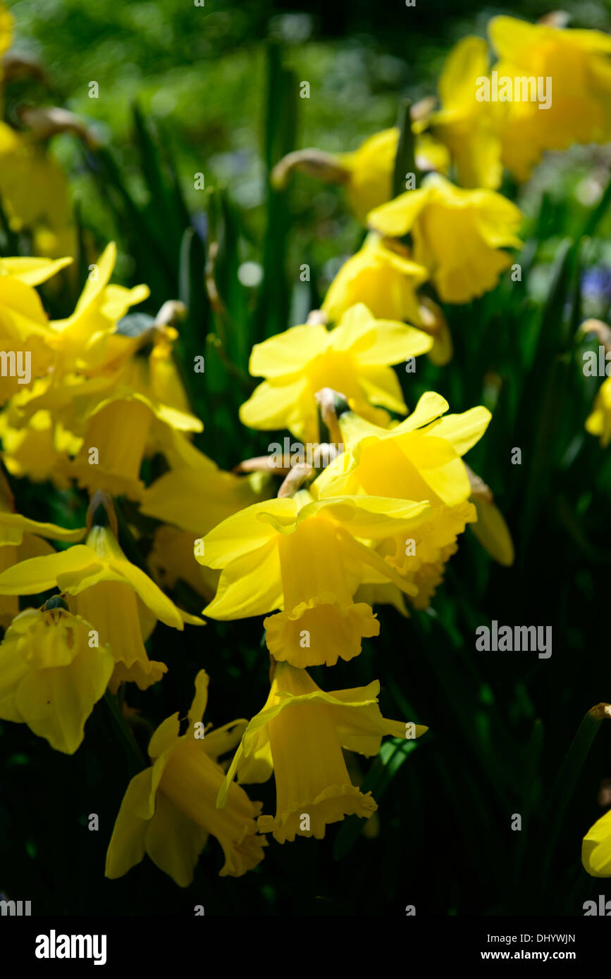 narcissus arkle  yellow flowers flowering blooms daffodils bulbs spring sunny sunlight backlit backlighting closeups close-ups u Stock Photo