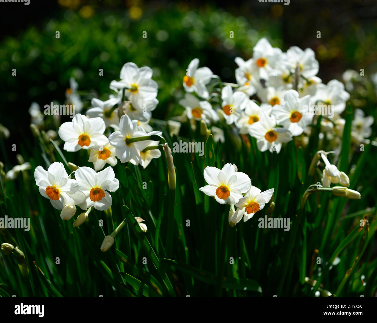 narcissus geranium daffodil flower bloom blossom white orange planting ...