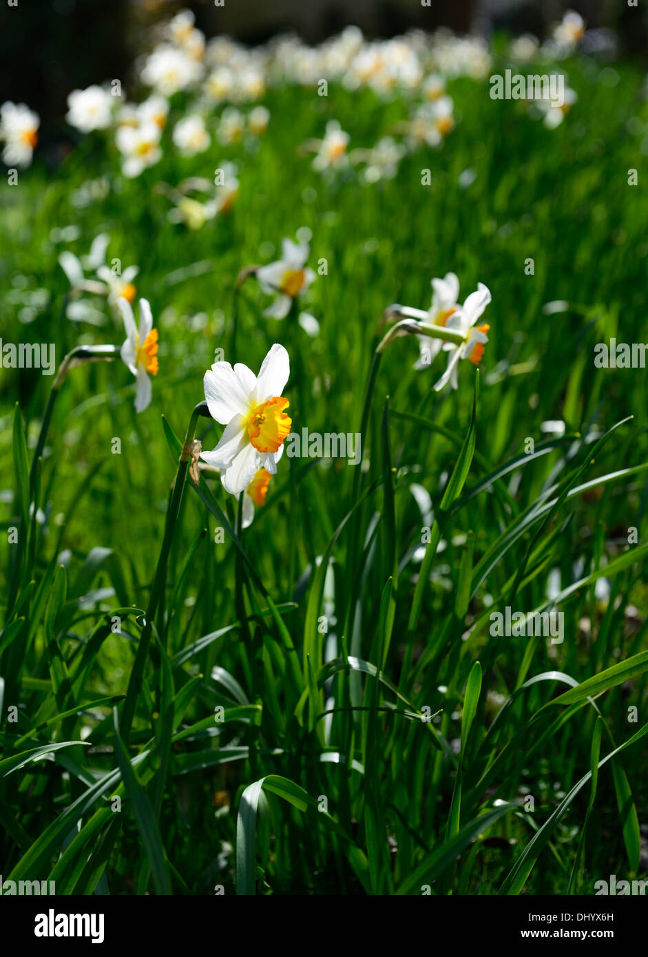 Daffodil narcissus geranium narcissus geranium hi-res stock photography ...