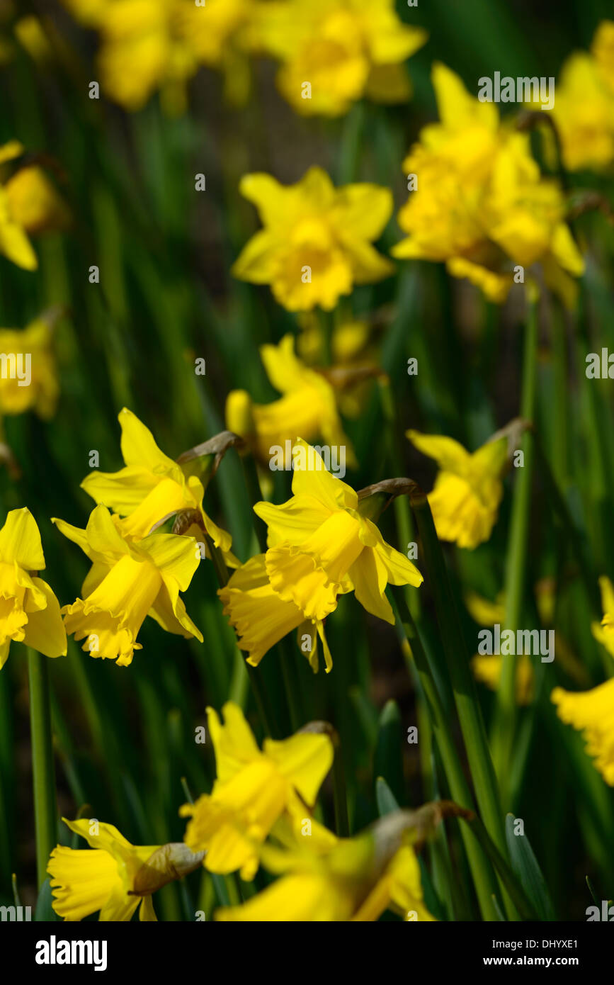Narcissus king alfred large trumpet division one Daffodil macro photo Close up flower bloom blossom deep golden yellow blooms Stock Photo