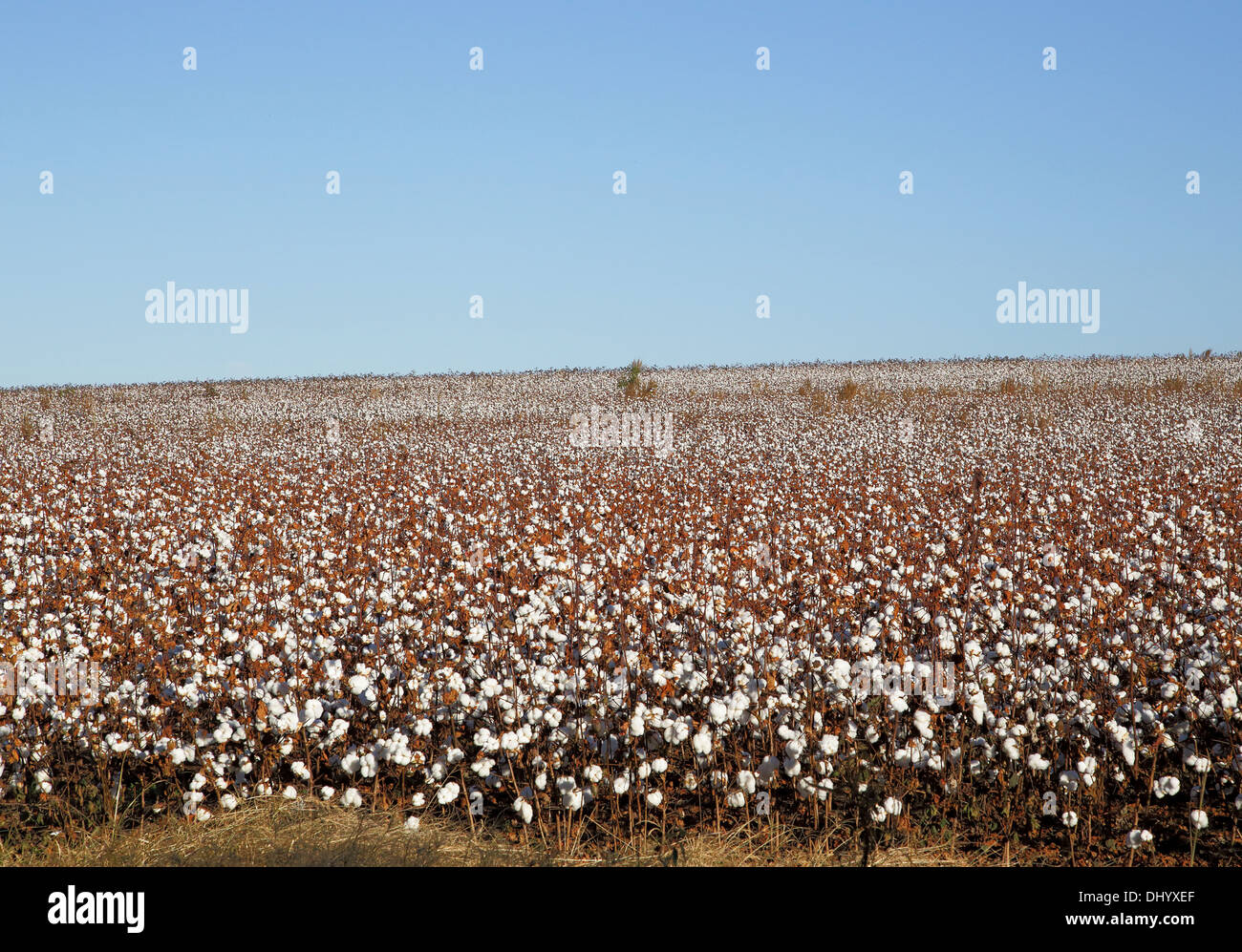tesburg, SC, USA. 14th Nov, 2013. Sunny weather helps the cotton crop recover after the recent bad weather 14th november 2013 © Stock Photo