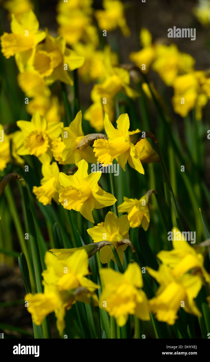 Narcissus king alfred large trumpet division one Daffodil macro photo Close up flower bloom blossom deep golden yellow blooms Stock Photo