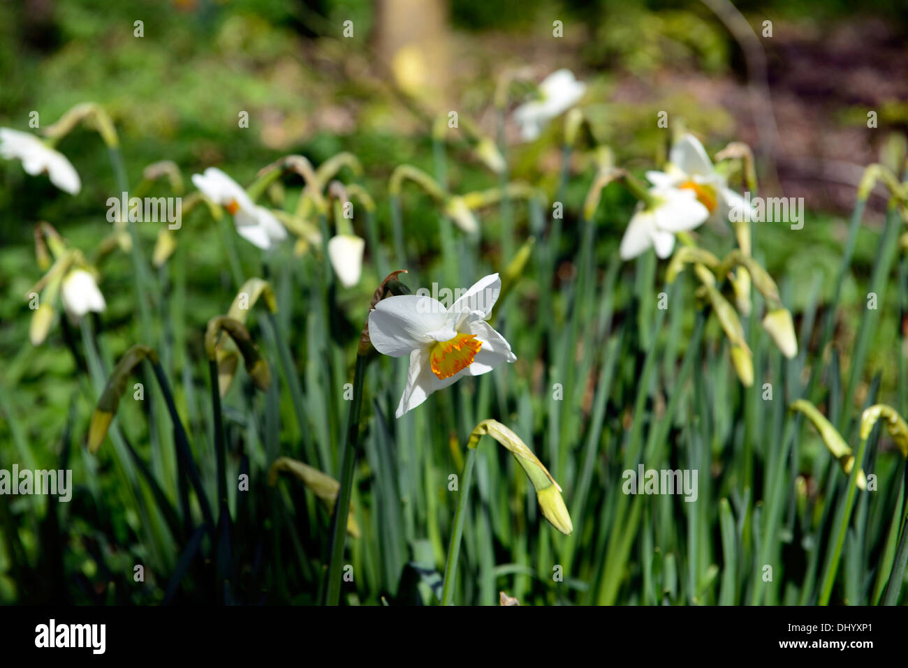 narcissus ravenhill white yellow eye daffodil flowers drift bed spring closeup plant portraits flowering bloom blossom Stock Photo