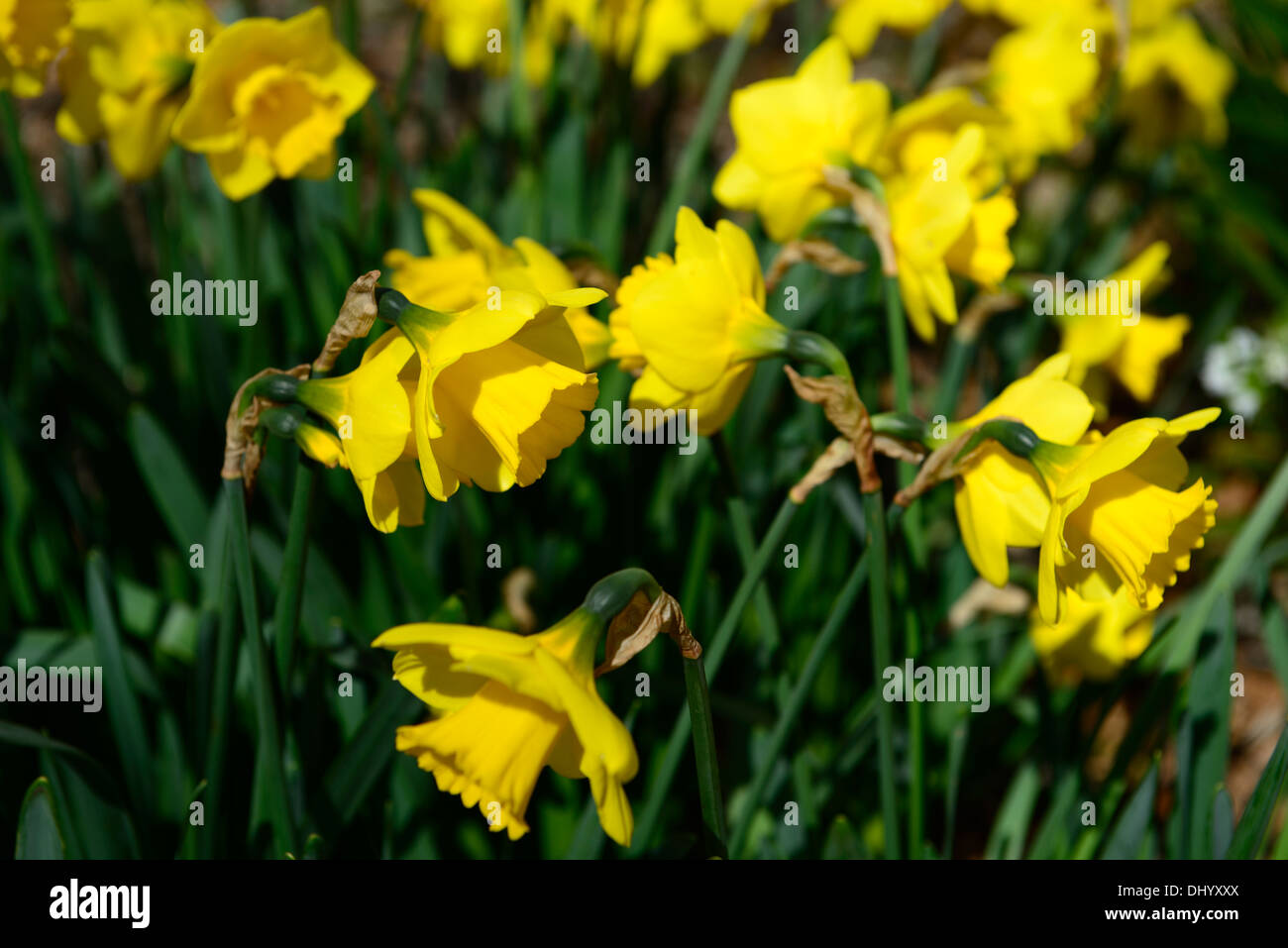 narcissus rose royale yellow daffodil flowers drift bed spring closeup plant portraits flowering bloom blossom Stock Photo