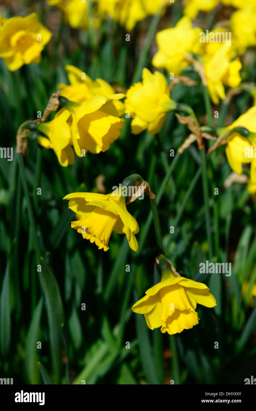 narcissus rose royale yellow daffodil flowers drift bed spring closeup plant portraits flowering bloom blossom Stock Photo