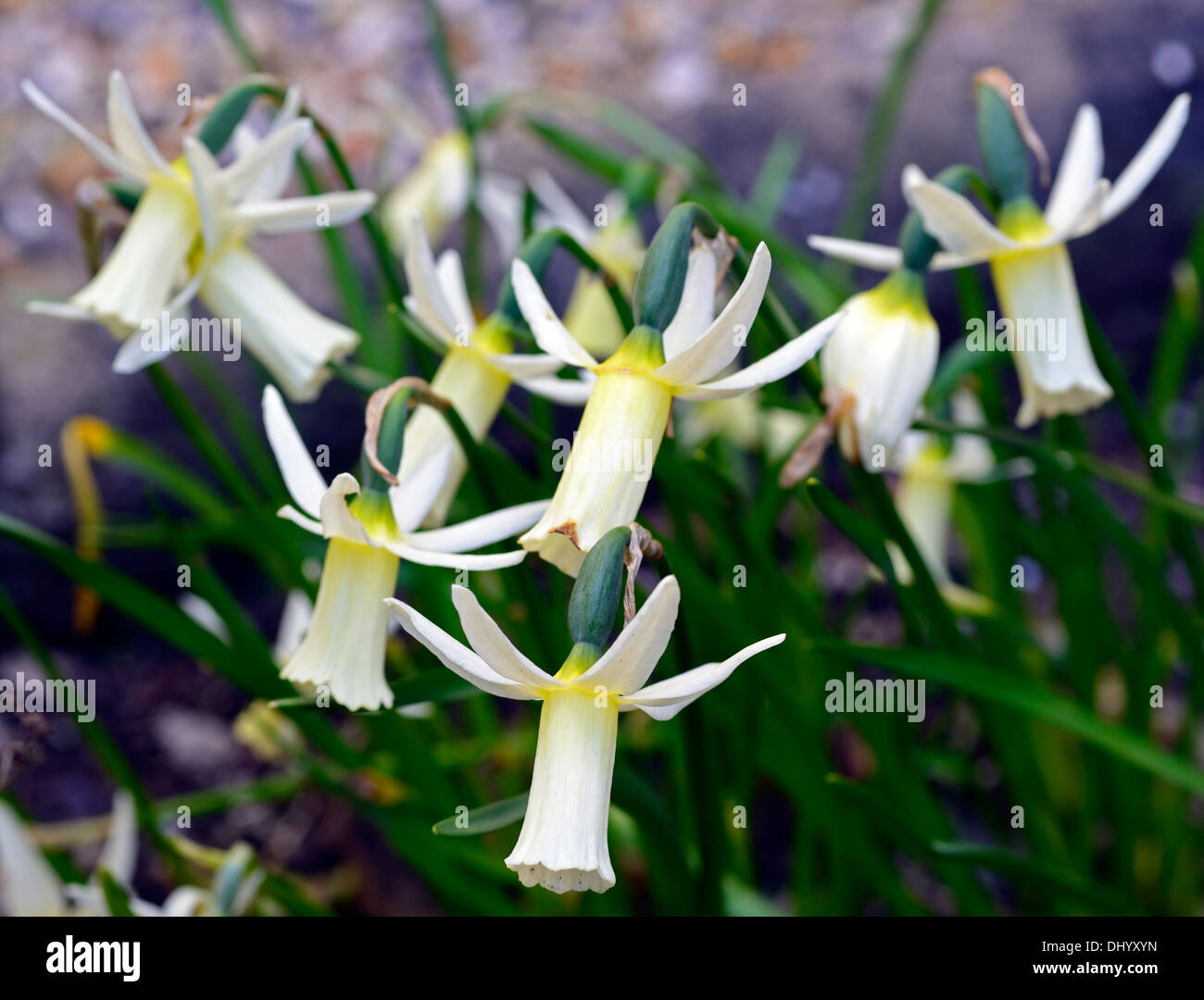 Narcissus jack snipe hi-res stock photography and images - Alamy