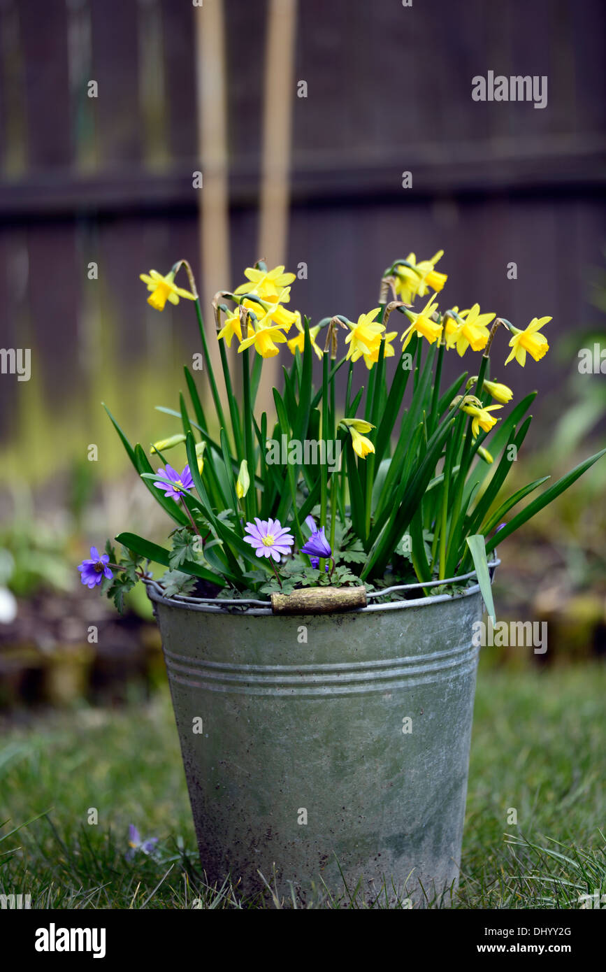 narcissus tete a tete anemone blanda yellow blue mixed mix container metal bucket spring flower display garden Stock Photo