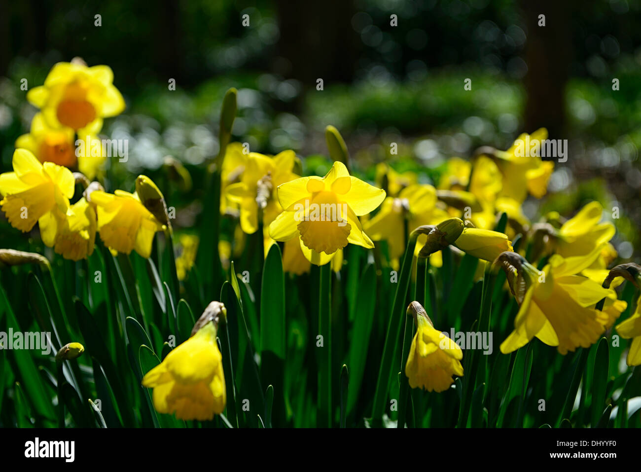 Narcissus Viking yellow daffodil flowers drift bed spring closeup plant portraits flowering bloom blossom Stock Photo