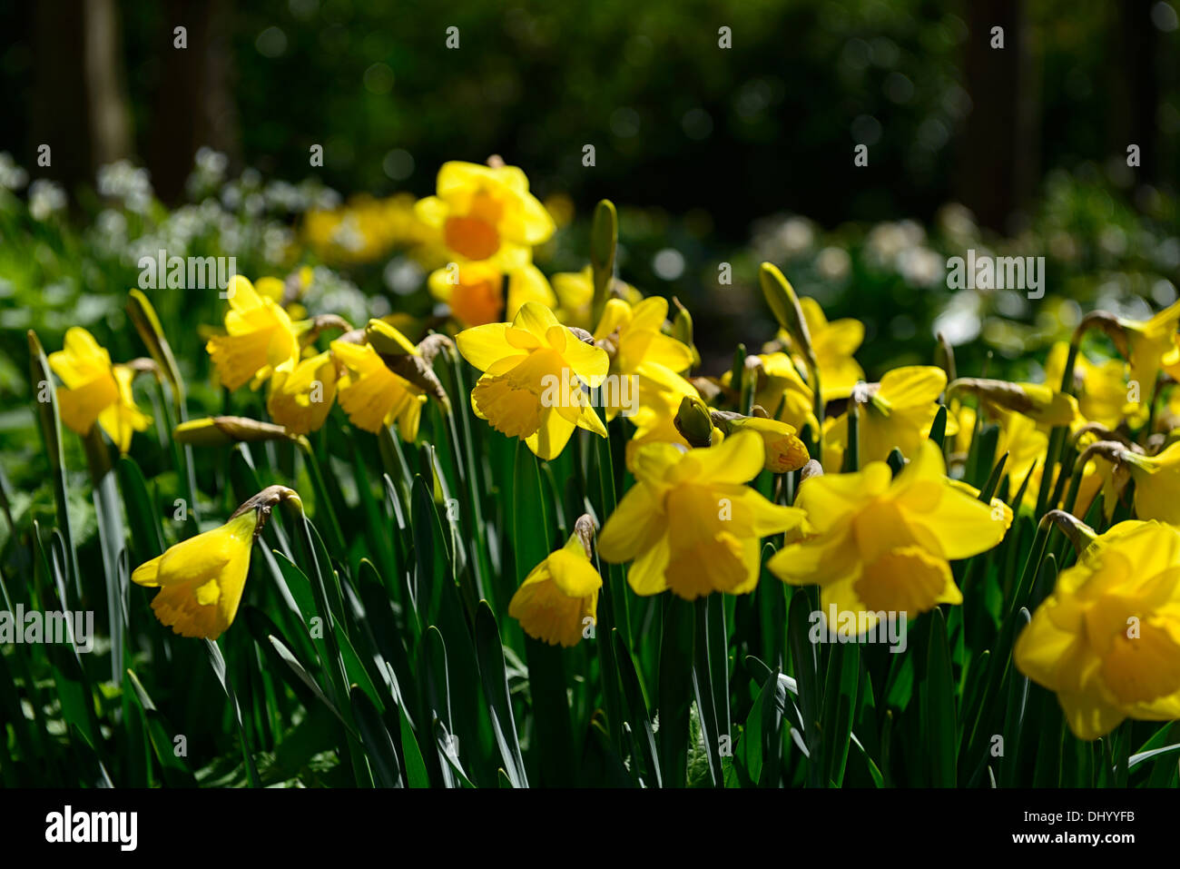 Narcissus Viking yellow daffodil flowers drift bed spring closeup plant portraits flowering bloom blossom Stock Photo