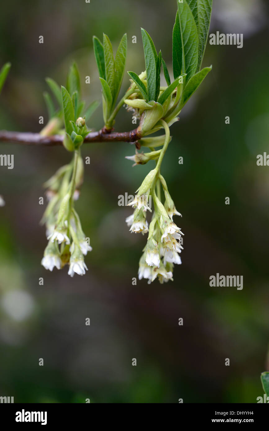 Oemleria cerasiformis flowers early spring syn Osoberry Indian Plum tree bloom blossom Dioecious