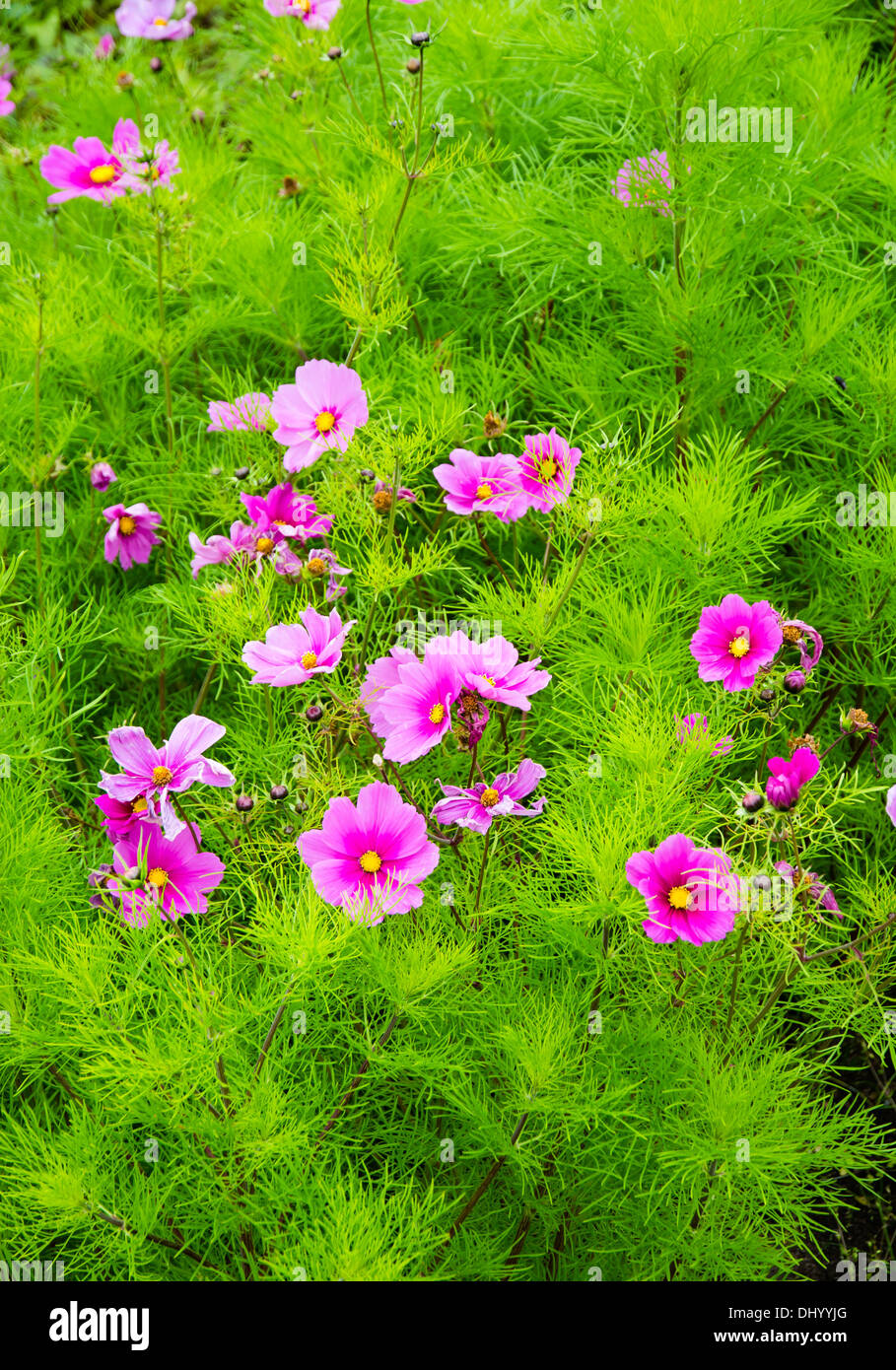 Plant With Pink Blossoms In Botanical Garden In Scotland Stock Photo