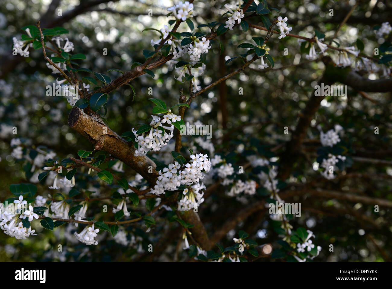 Delavay's Osmanthus Osmanthus delavayi Oleaceae white flowers flowering shrub spring bloom Stock Photo