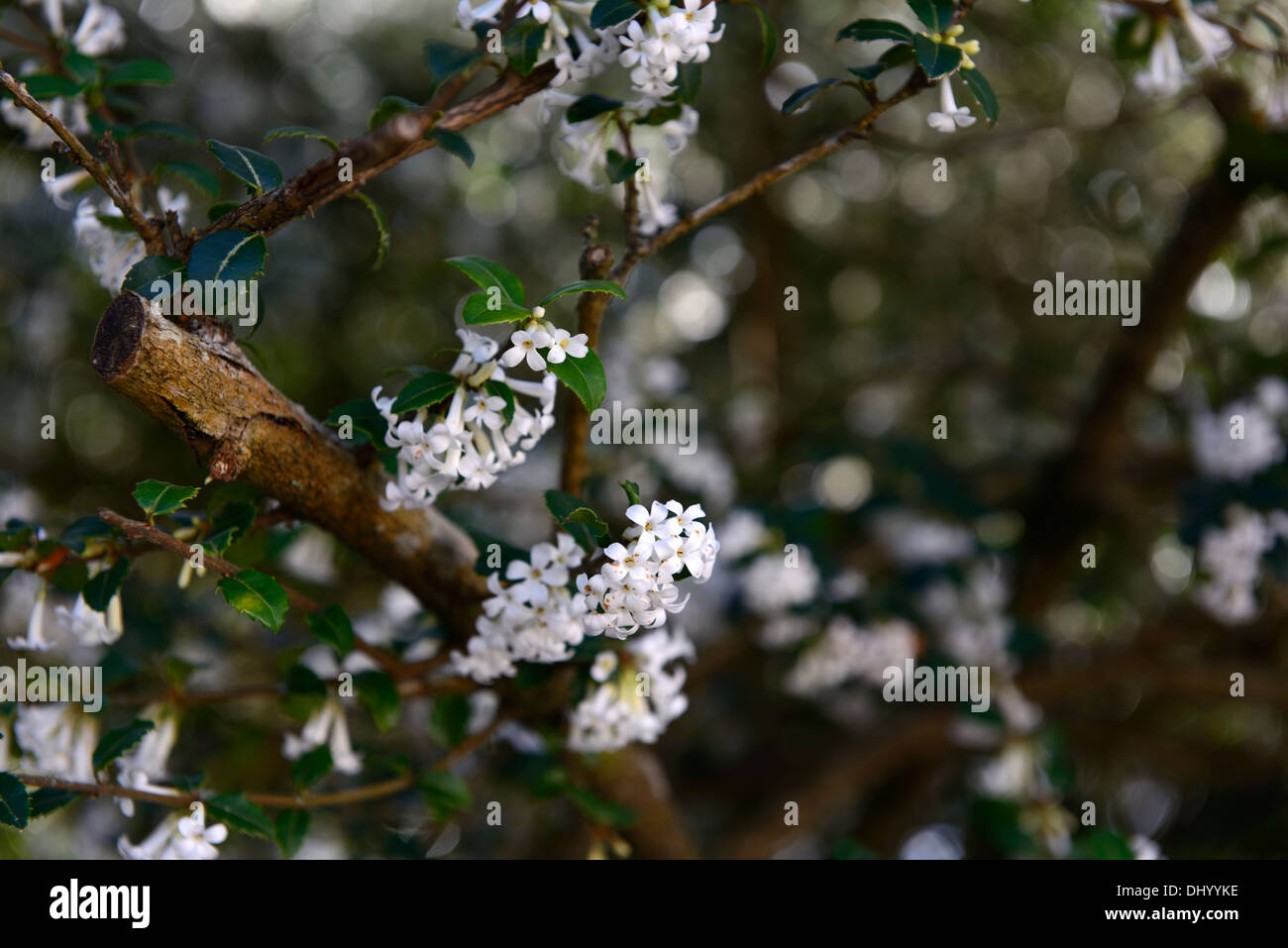 Delavay's Osmanthus Osmanthus delavayi Oleaceae white flowers flowering shrub spring bloom Stock Photo