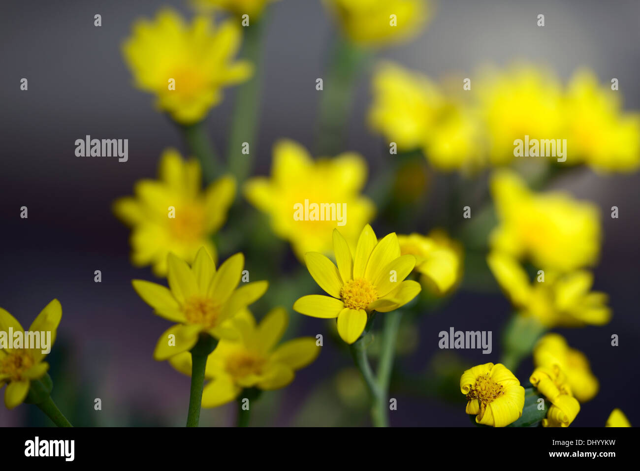 othonna dentata yellow daisy like flowers blooms succulent shrub shrublet perennial Stock Photo