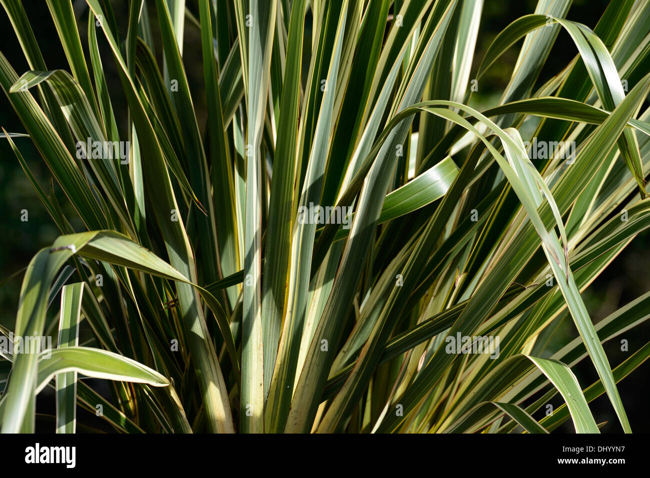 phormium tenax variegatum New Zealand Flax green white plant foliage display leaves leaf swordlike Stock Photo