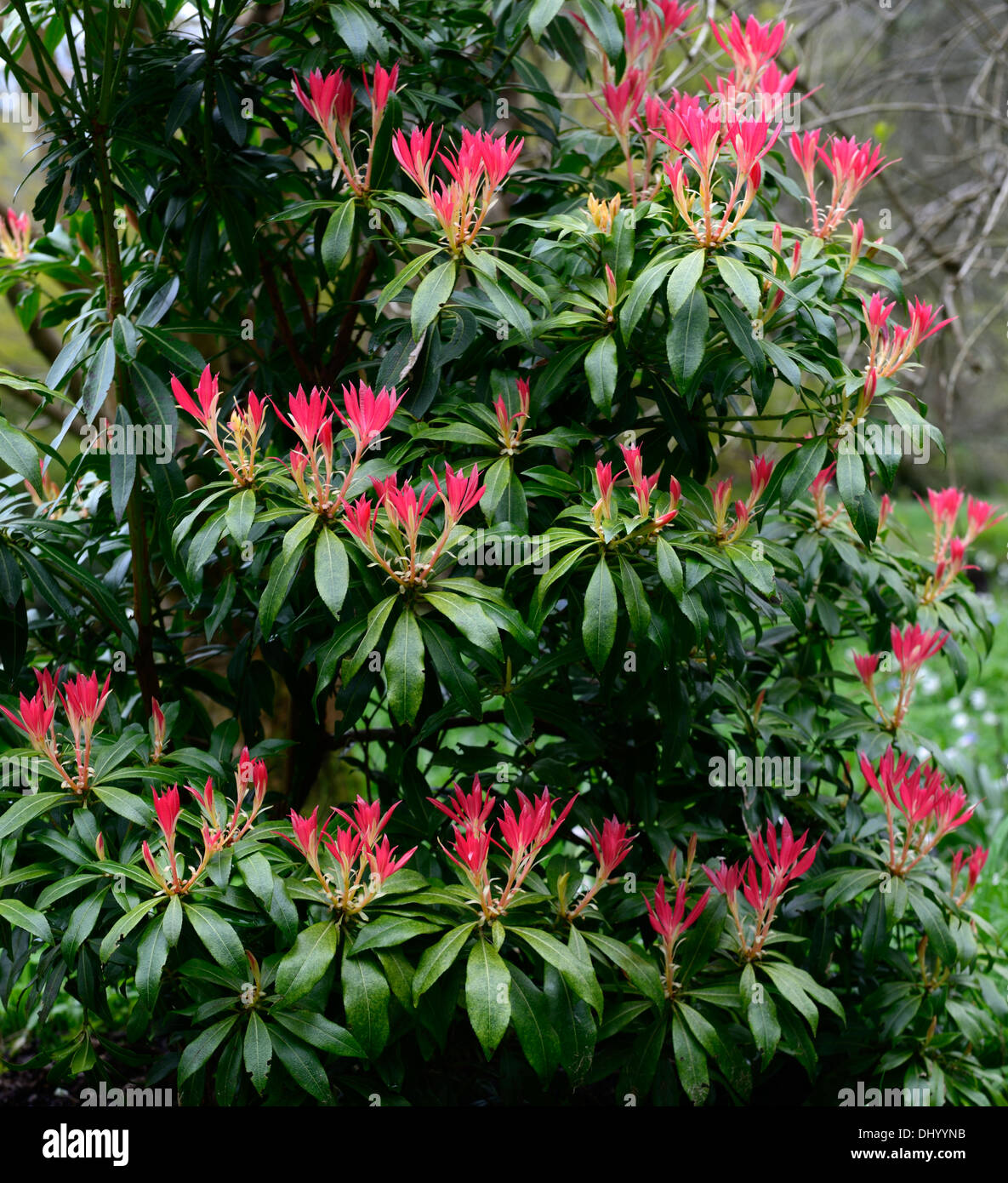 Pieris japonica spring display red tip tips tipped green leaves leaf ...