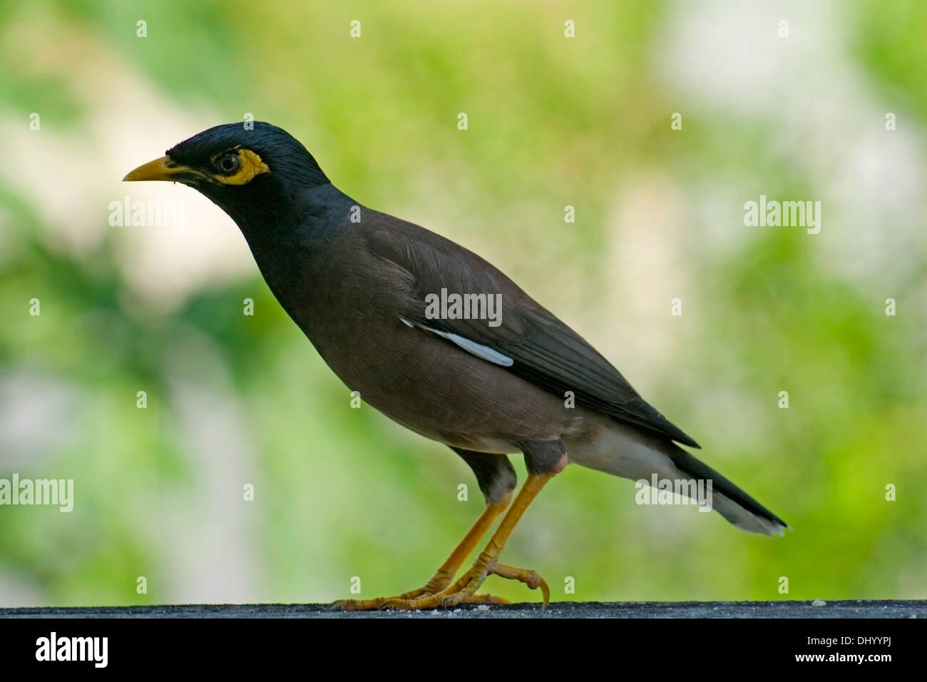 Mynah Bird Asia species Acridotheres tristis Stock Photo Alamy