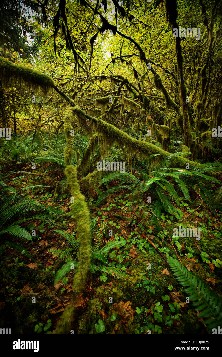 Hall of mosses, Hoh rain forest, Olympic Peninsula, Washington, USA Stock Photo