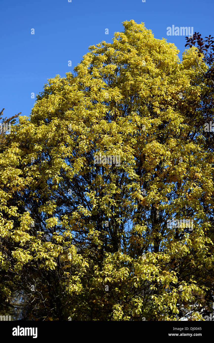 pittosporum tenuifolium gracilis Stock Photo