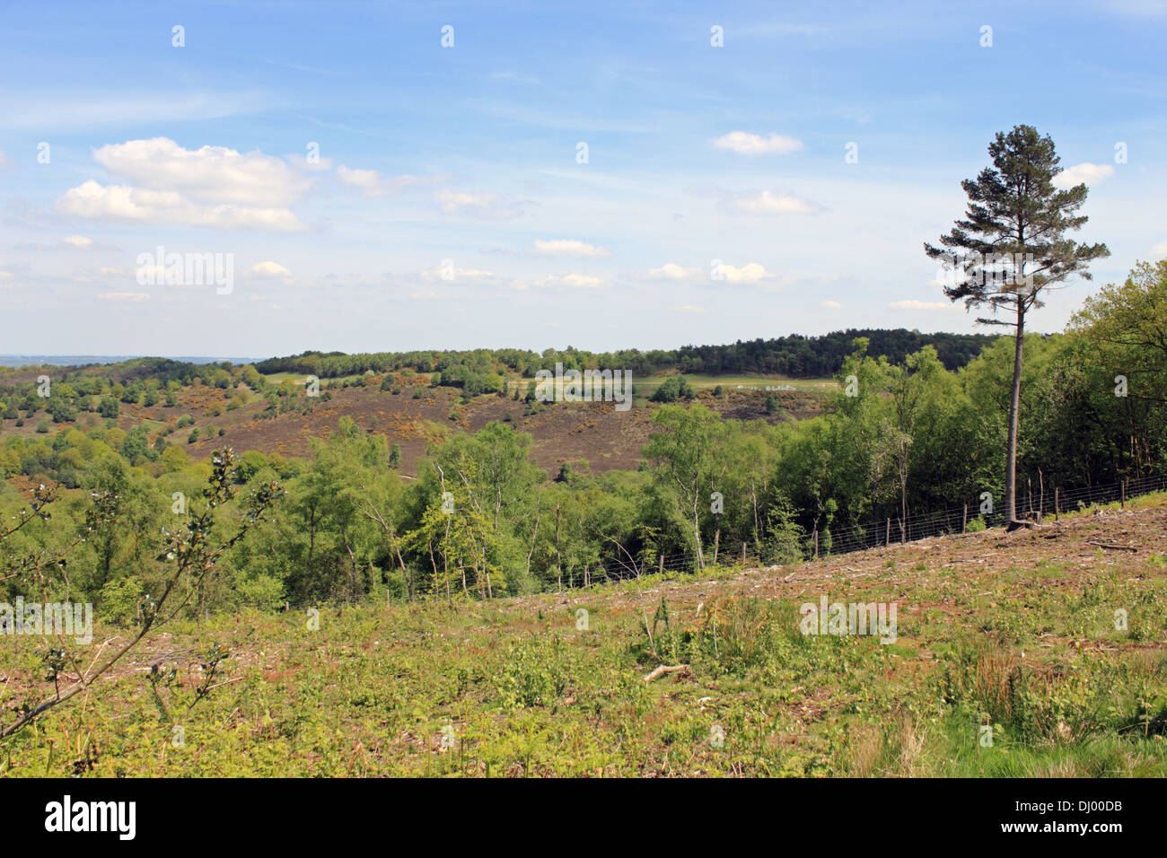 The Devils Punchbowl at Hindhead Surrey England UK Stock Photo Alamy