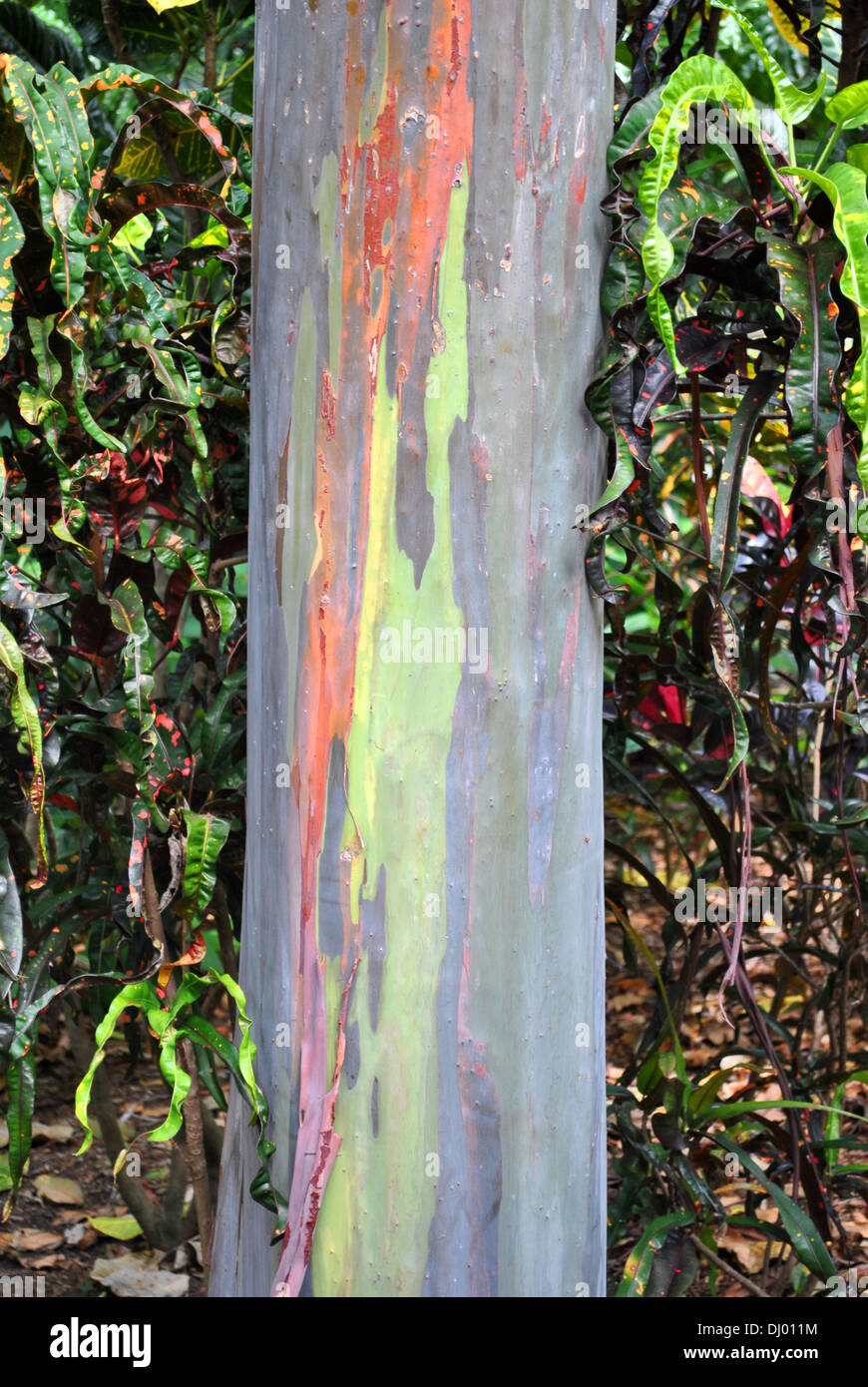 Rainbow Eucalyptus tree Stock Photo Alamy