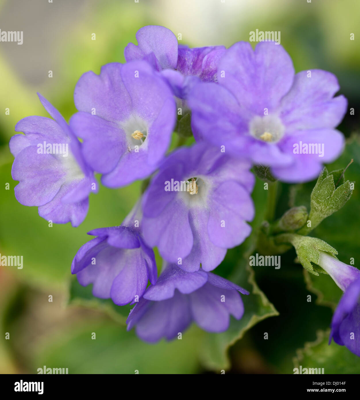 Primula marginata Hyacinth Primrose blue purple fragrant flowers spring blooms blossoms blossoming Stock Photo