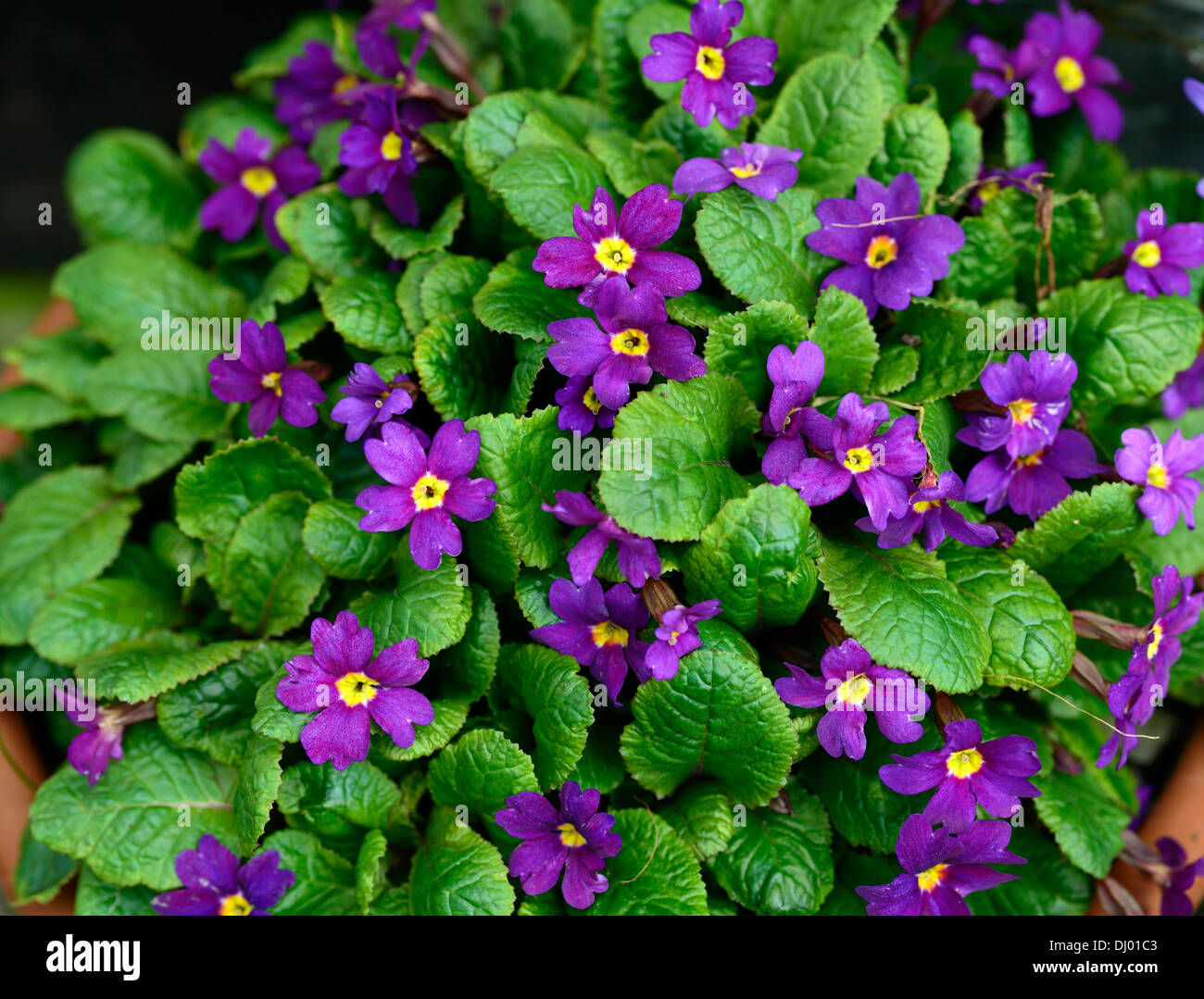 primula pruhoniciana wanda purple flowers clump floriferous flowering  spring blooms Stock Photo - Alamy