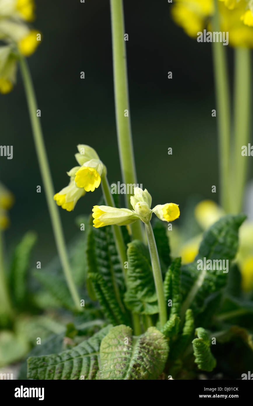 primula veris ssp macrocalyx yellow flower flowers blooms spring primrose syn synonym Primula uralensis Stock Photo