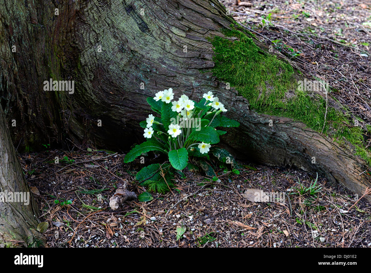 Shelter growing hi-res stock photography and images - Alamy