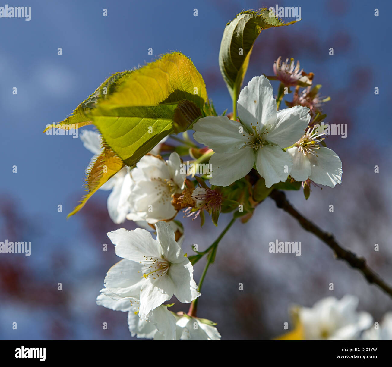 Prunus hisakura flowering cherry tree hi-res stock photography and