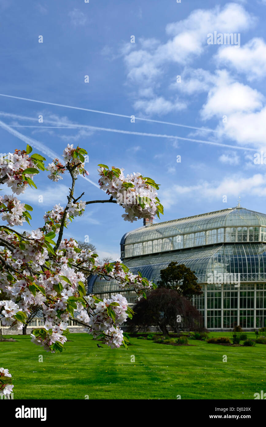 prunus hisakura botanic gardens dublin flowering cherry tree spring