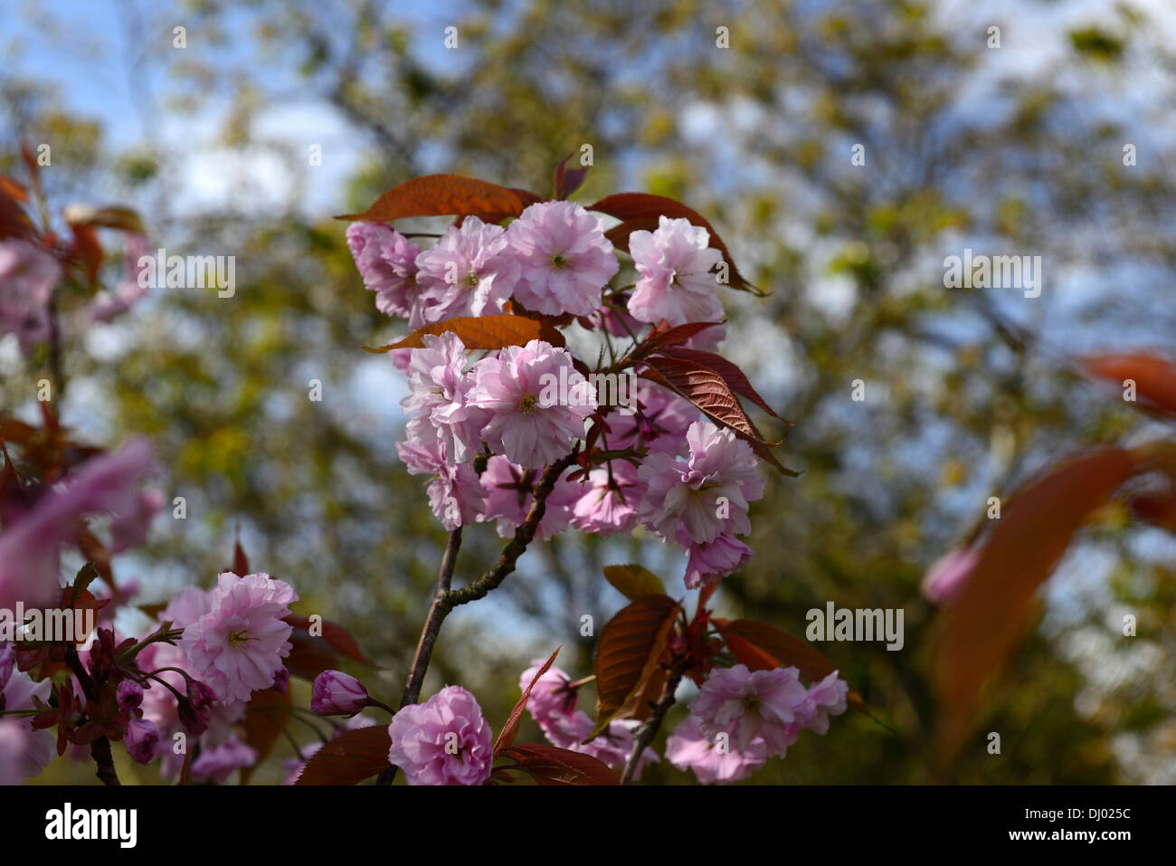Prunus serrulata Kanzan Prunus Sekiyama flowering cherry tree spring  flowers blooms blossoms blossoming Stock Photo