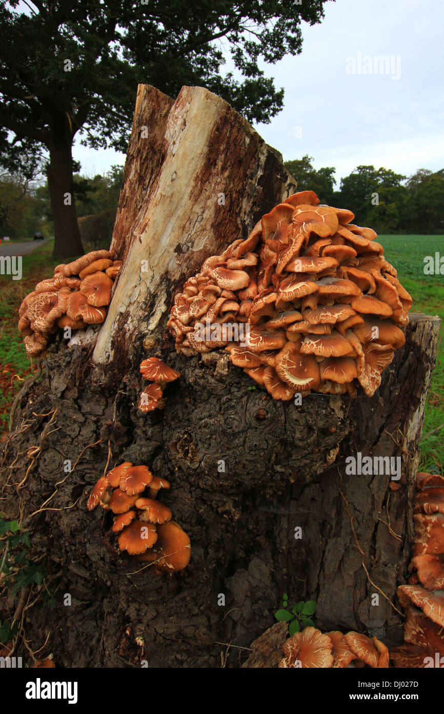 Growing in large clusters on trunks, stumps or dead wood of many trees. Good and found in large numbers but must be cooked, fungus, mushrooms, trees. Stock Photo