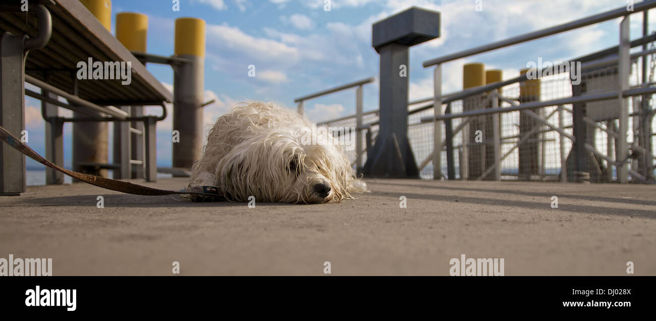 Hund liegt angeleint auf dem Boden eines Bootsanlegers und sieht sehr unzufrieden aus. Stock Photo