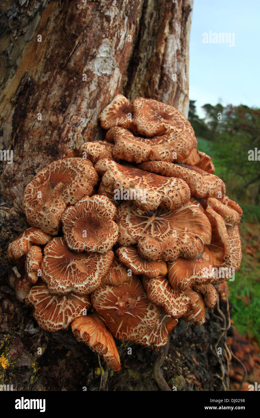 Growing in large clusters on trunks, stumps or dead wood of many trees. Good and found in large numbers but must be cooked, fungus, mushrooms, trees. Stock Photo