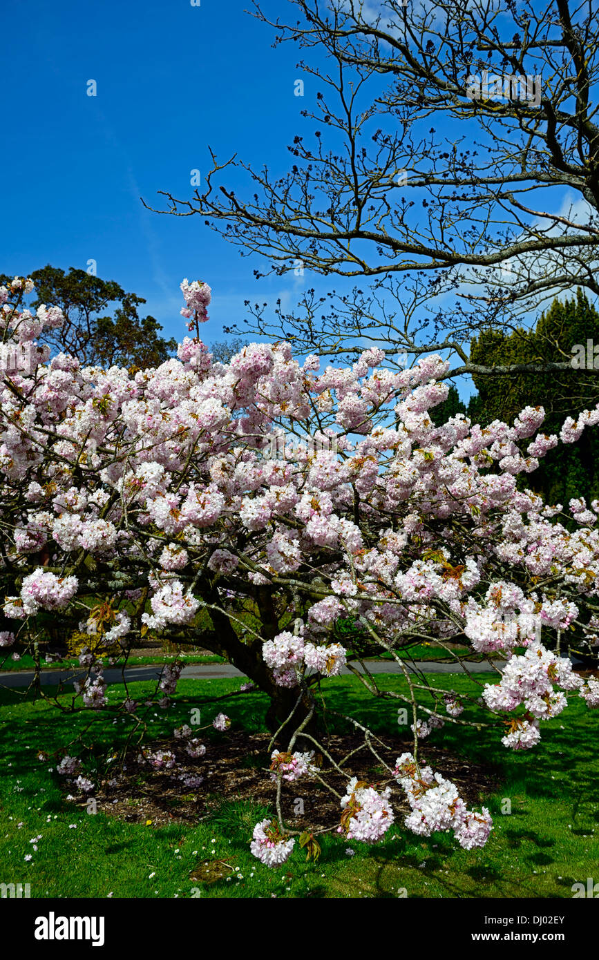 prunus serrulata kokonoye-sakura flowering cherry tree spring  flowers blooms blossoms blossoming Stock Photo